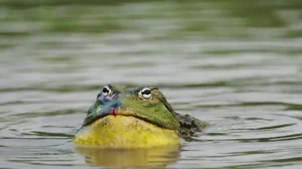 Bullfrog Géant Africain Mâle Appelant Dans Étang Dans Réserve Centrale — Video