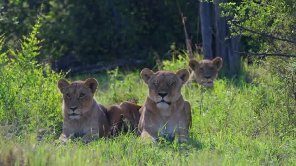 サバンナの草の中でリラックスする3匹のライオン ワイドショット — ストック動画