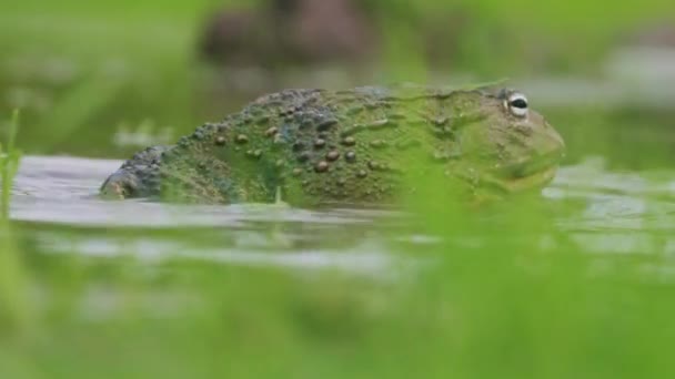 African Giant Bullfrog Attacking Fighting Pond Close Shot — Stock Video