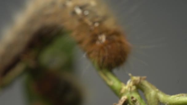 Oak Eggar Caterpillar Plant Stem Lasiocampa Quercus Rack Focus Zoom — Wideo stockowe