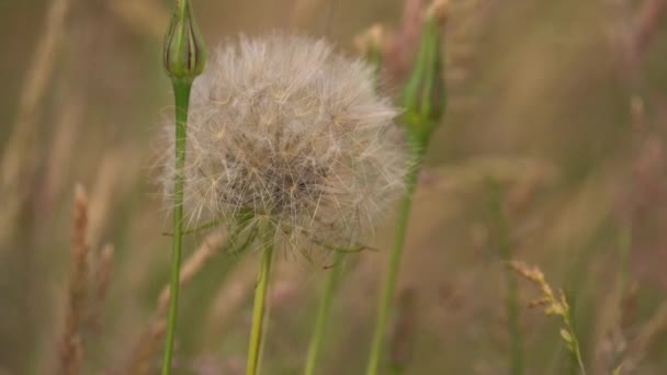 White Dandelion Meadow Salsify Plant Field Tragopogon Pratensis Close Slow — Vídeo de Stock