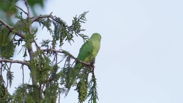 Δαχτυλίδι Λαιμό Parakeet Σκαρφαλωμένο Ένα Δέντρο Ενάντια Στον Καθαρό Ουρανό — Αρχείο Βίντεο