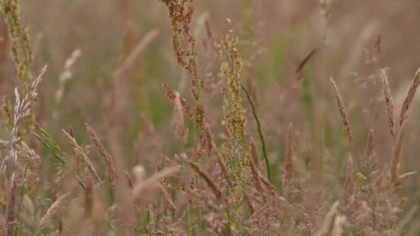 Flowering Grass Swaying Wind Field Close Slow Motion — Vídeo de Stock