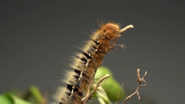 Macro Shot Oak Eggar Lasiocampa Quercus Caterpillar Crawling Woody Stem — Vídeo de Stock