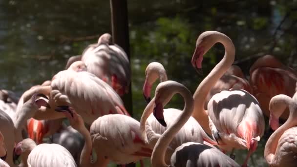 Flamboyance Colorful Greater Flamingos Sunny Day Close Slow Motion — Wideo stockowe