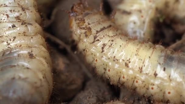 Macro Shot Live Grubs Beetle Larvae Creeping Compost Heap — Αρχείο Βίντεο