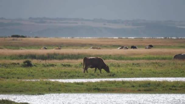 Herd Cows Lush Green Meadow Northern Coast Pan Follow Blurry — Stockvideo