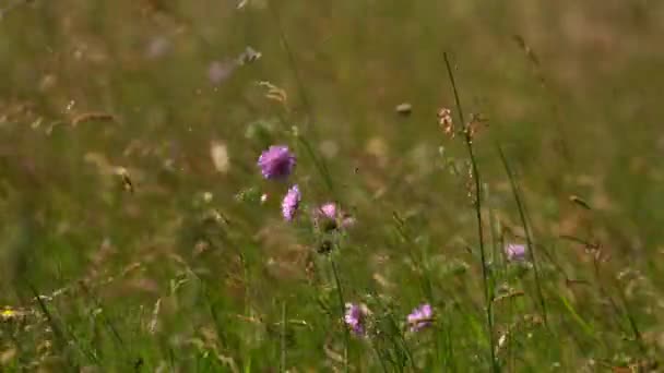 Wind Blowing Perennial Grass Flowers Meadow Sunny Day Wide — Stock Video