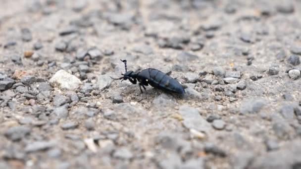 Heart Wrenching Sight Injured Black Beetle Trying Habitat — Stok video