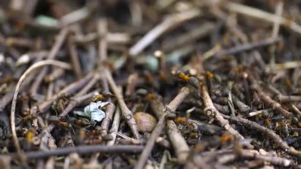Colony Dedicated Ants Building Hill Using Wooden Bits Macro — Stockvideo