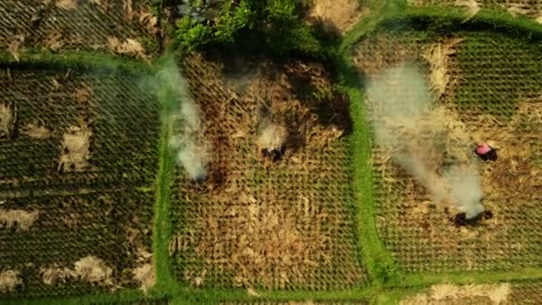 Rice Harvest Bali Drone Top Rising Harvested Field Smoke Burning — Vídeos de Stock