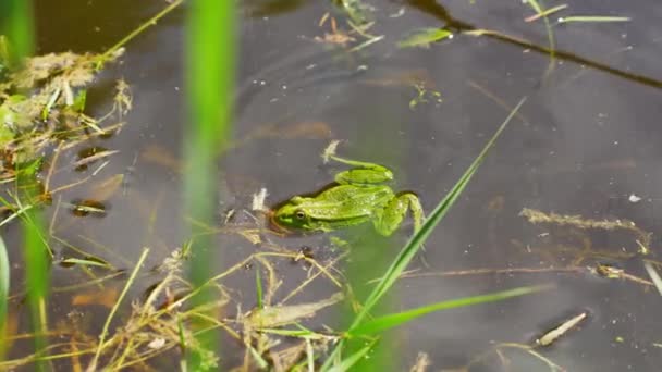 Close View Frog Swimming Corner Dirty Pond Water — Stock video