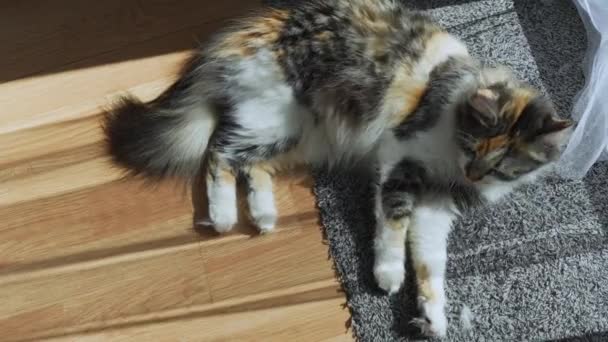 Huge Pet Cat Getting Floor Mat Avoiding Sunrays Window — Stock Video