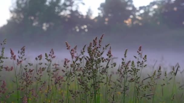 Friedlicher Morgendlicher Feldnebel Mit Dactylis Glomerata Pflanze Vordergrund — Stockvideo