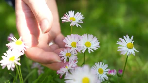 Close Hands Feeling Daisy Flower Softness Hands Handheld Day — Stockvideo