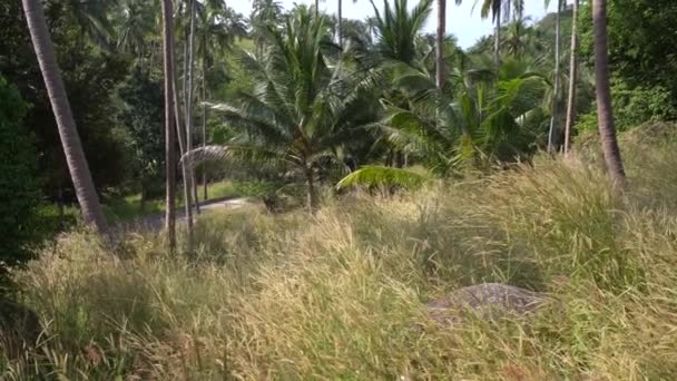 Coconut Thrown Road Collected Harvest — Stock video