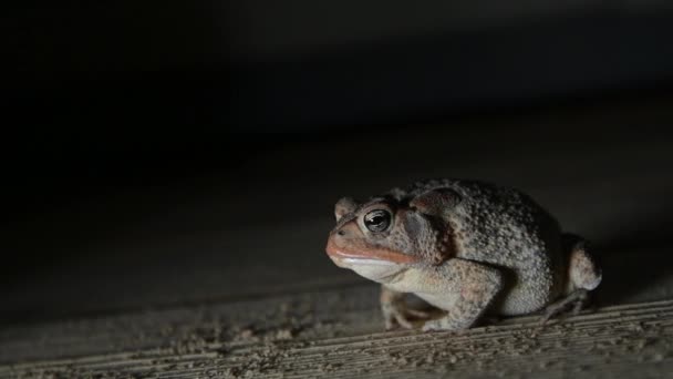 Slow Motion Southern Toad Swallowing Puffing Body — Stok Video