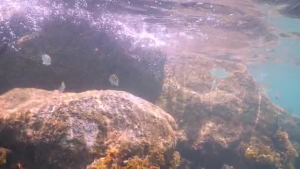 Los Peces Arrecife Nadan Aguas Cristalinas Cerca Gran Arrecife Rocas — Vídeo de stock