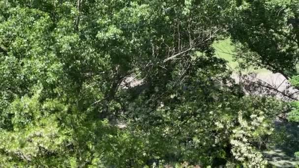 Poplar Fluff Floating Air Sunny Handheld High Angle — Video Stock