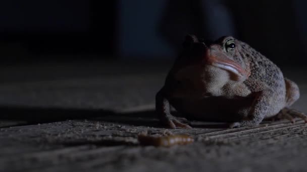 Southern Toad Grabs Meal Worm Tongue Real Time Swallows Puffs — Vídeo de stock