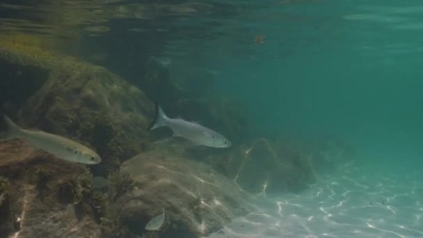 Mullet Swim Artificial Rock Reef Front Diver — 图库视频影像