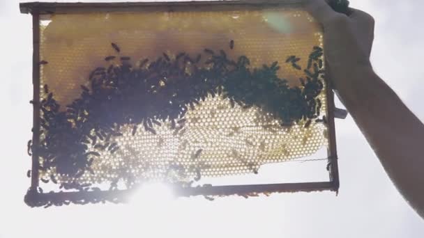 养蜂人手里拿着蜂窝蜂窝 里面装满了蜜蜂 蜂蜡和纯天然蜂蜜 背景为辛尼阳光闪烁着光芒 — 图库视频影像