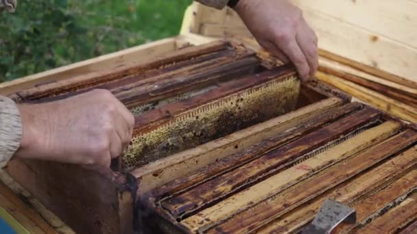 Beekeeper Holding Removing Carefully Honeycomb Beehive Frame Full Bees Beeswax — Stockvideo