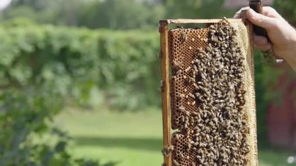 Bijenhouder Met Handbijenkorf Honingraat Bijenkorf Vol Met Bijen Bijenwas Natuurlijke — Stockvideo