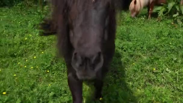 Shetland Ponies Grazing Spring Measpo Landscape Countryside 타임스 가까이 — 비디오