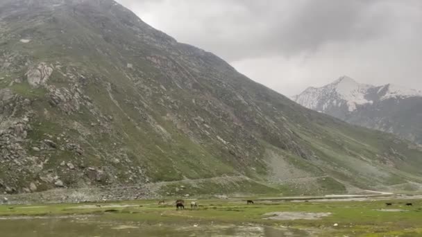 Animali Pascolo Paesaggio Verde Con Imponenti Catene Montuose Himalayane Sullo — Video Stock