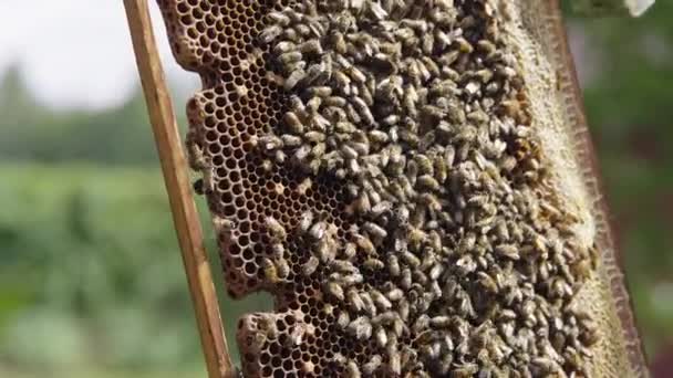 Busy Honey Bees Crawling Moving Honeycomb Beehive Frame Bee Colony — Stockvideo