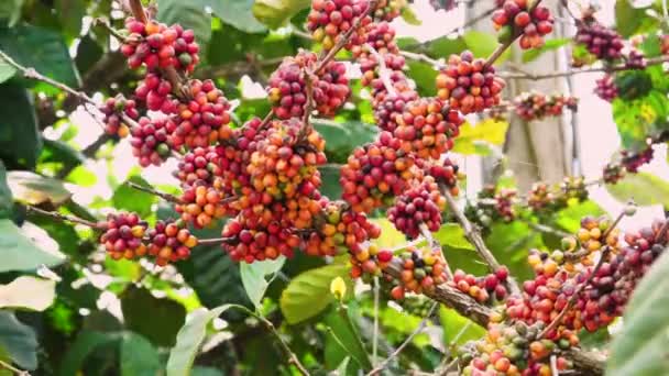 Kávéültetvény Lezárása Szeles Napon Készen Trópusi Természetes Szennyezésmentes Területen Történő — Stock videók