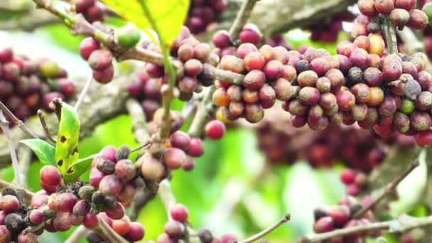 Close Maturi Arabica Rossa Pianta Albero Frutto Del Caffè Che — Video Stock