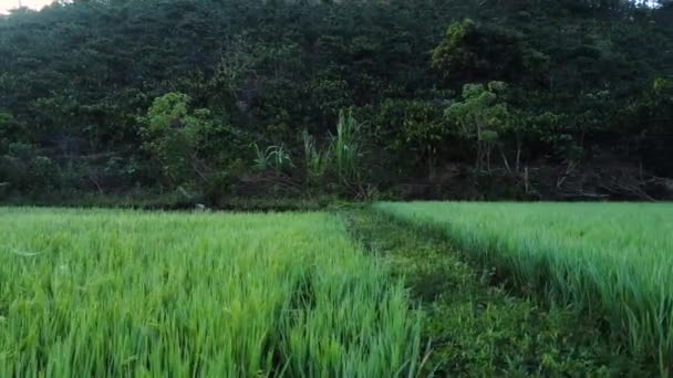 Panorámás Kilátás Rizsföldre Kávéültetvényre Természetes Trópusi Földterületen Ázsiai Gazdálkodás — Stock videók