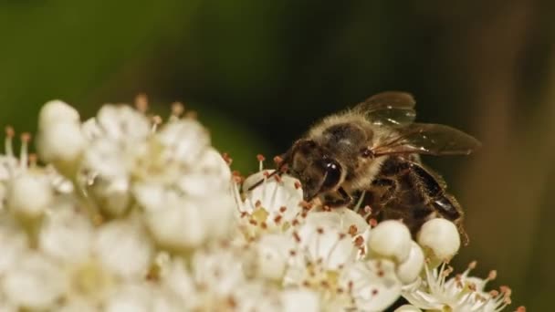 Macro Shot Common Honey Bee Apis Mellifera Busy Collecting Pollen — Stockvideo
