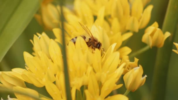 European Honey Bee Flying Yellow Wild Flowers Collecting Pollen Nectar — Video Stock