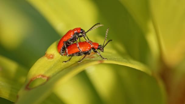 Two Cardinal Beetles Making Love Paring Leaf Engelsk Avslutning – stockvideo
