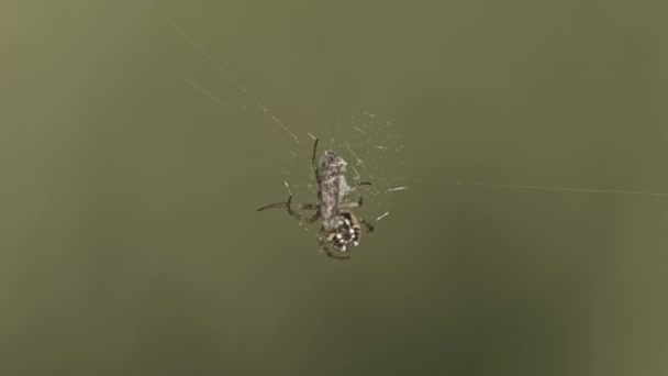 Orb Weaver Spin Met Prooi Verstrikt Spinnenweb Close Selectieve Focus — Stockvideo