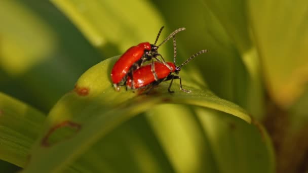 Two Cardinal Beetles Pyrochroa Serraticornis Mating Plant Leaf Selective Focus — Vídeo de Stock