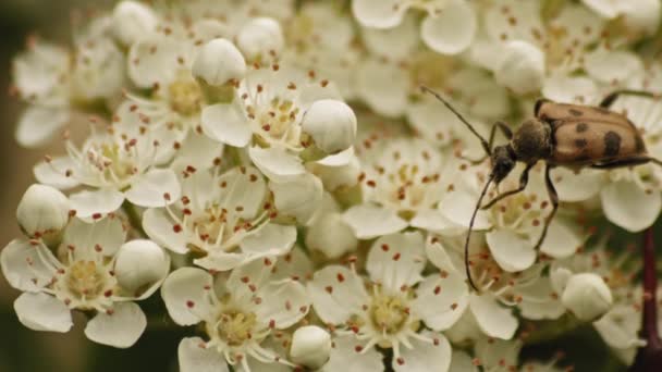 Brown Spotted Beetle Viburnum Shrub Feeding Nectar Closeup — 图库视频影像