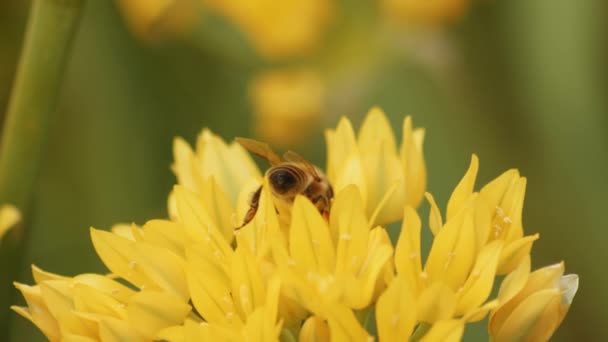 Honey Bee Perching Flying Yellow Wild Flower Blurry Background Closeup — 图库视频影像
