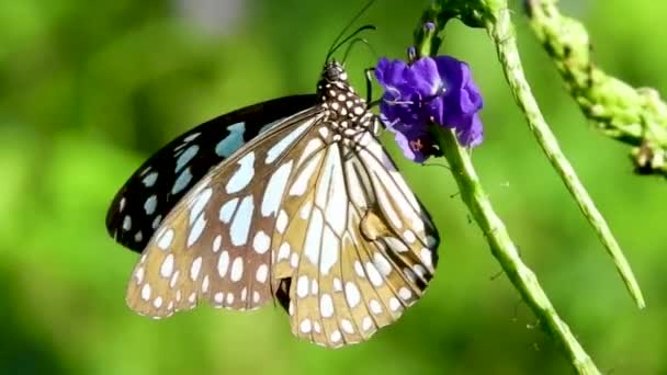 Butterfly Drinking Sucking Sucks Eating Nectar Honey Flower Pollination Black — Vídeo de Stock