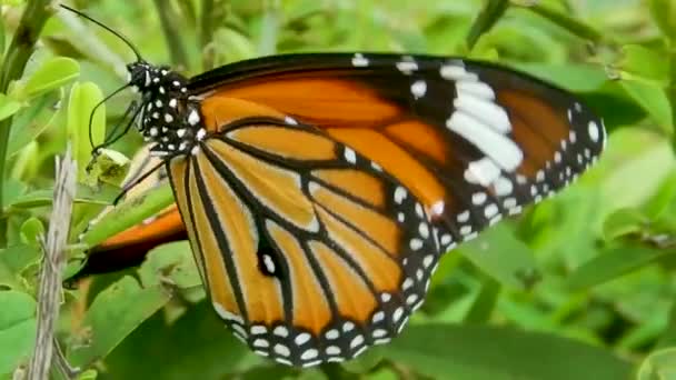 Butterfly Sitting Plant Green Leaf Orange Black White Colourful Butterfly — Vídeo de Stock
