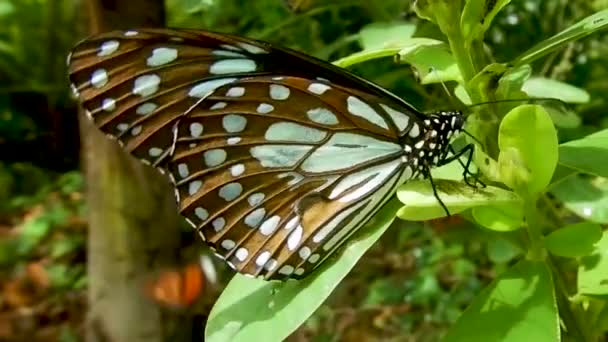 Butterfly Sitting Perched Plant Green Leaf Black White Colourful Butterfly — Vídeo de Stock