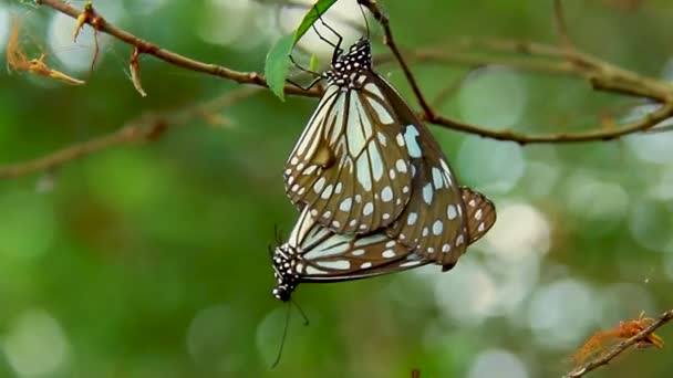 Butterflise Having Sex Sitting Plant Green Leaf Colourful Butterfly Insect — Wideo stockowe