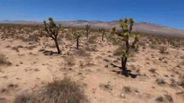 Flyger Mellan Josua Träd Mojaveöknen Vildmark Med Första Person Drönare — Stockvideo