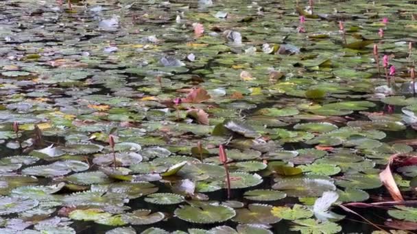 Aquatic Australian Water Dragon Intellagama Lesueurii Rapidly Swim Pond Full — Vídeos de Stock