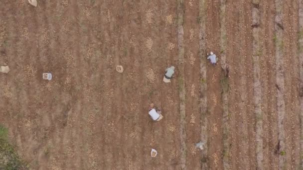 Harvesting Season Potato Farm Workers Digging Crops Constanza Dominican Republic — Stockvideo