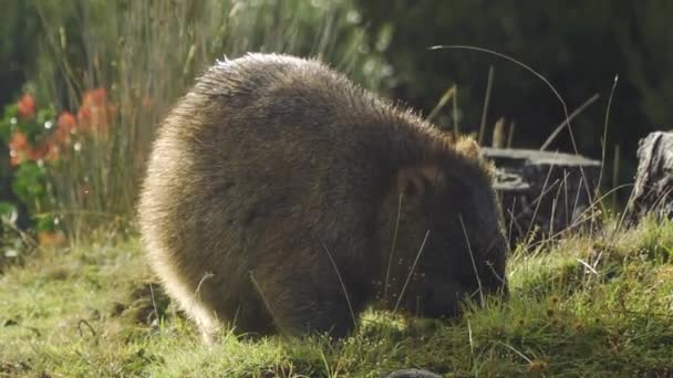 Wombat Eating Scratching Itself Luscious Environment Close — Vídeo de Stock