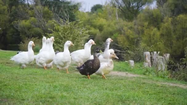 Two Ducks Leading Group Ten White Geese Frame — Vídeo de Stock